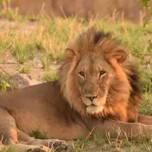 Explore BOTSWANA – Moremi Reserve Chobe NP Photographic Safari for 10 days with Bucket List Group Travel LLC and discover unforgettable experiences - Photo 3