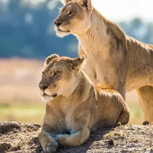 Explore South Africa Garden Route to Kruger National Park 8 Day Adventure for 8 days with BrushBuck Wildlife Tours and discover unforgettable experiences - Photo 9