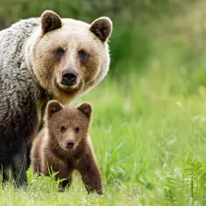 Explore Anchorage: Kenai Fjords & Denali National Park 5 Day/4 Night Adventure for 5 days with BrushBuck Wildlife Tours and discover unforgettable experiences - Photo 10