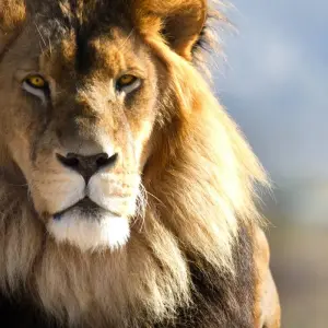 Explore South Africa Garden Route to Kruger National Park 8 Day Adventure for 8 days with BrushBuck Wildlife Tours and discover unforgettable experiences - Photo 11