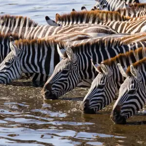 Explore Kenya & Tanzania Great Migration 7-Day Safari for 7 days with BrushBuck Wildlife Tours and discover unforgettable experiences - Photo 11