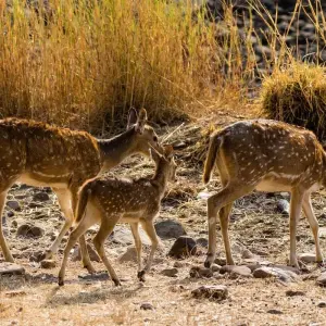 Explore INDIA Golden Triangle with Tiger Safari for 8 days with Bucket List Group Travel LLC and discover unforgettable experiences - Photo 2