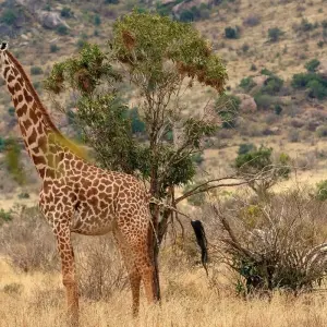 Explore Kenya – 9 Days Discovery Safari Adventure for 9 days with Bucket List Group Travel LLC and discover unforgettable experiences - Photo 3