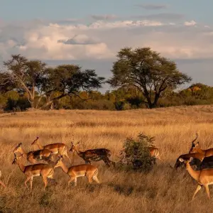 Explore Zimbabwe – 14 Days Highlights Victoria Falls Ruins Safari for 14 days with Bucket List Group Travel LLC and discover unforgettable experiences - Photo 5