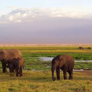 Explore Kenya – 9 Days Discovery Safari Adventure for 9 days with Bucket List Group Travel LLC and discover unforgettable experiences - Photo 5