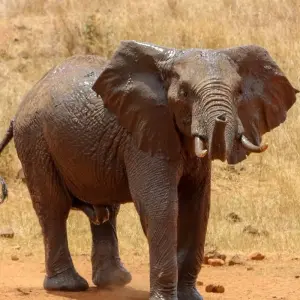 Explore Kenya – 9 Days Discovery Safari Adventure for 9 days with Bucket List Group Travel LLC and discover unforgettable experiences - Photo 6