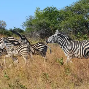 Explore Zimbabwe – 5 Days Victoria Falls & Hwange National Park for 5 days with Bucket List Group Travel LLC and discover unforgettable experiences - Photo 4
