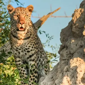 Explore Zambia Nambia Botswana Zimbabwe – 8 Days 4 Countries Adventure and Safari for 8 days with Bucket List Group Travel LLC and discover unforgettable experiences - Photo 4