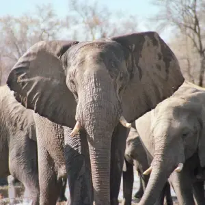 Explore Zimbabwe Explorer – 12 Days Victoria Falls Ruins Parks and Cities for 12 days with Bucket List Group Travel LLC and discover unforgettable experiences - Photo 5