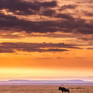 Explore Kenya – 9 Days Discovery Safari Adventure for 9 days with Bucket List Group Travel LLC and discover unforgettable experiences - Photo 7