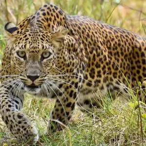 Explore Sri Lanka – Maldives Highlights 12 Days for 12 days with Bucket List Group Travel LLC and discover unforgettable experiences - Photo 2