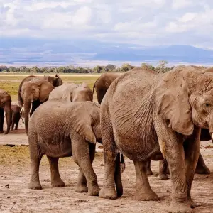 Explore Zimbabwe – 5 Days Victoria Falls & Hwange National Park for 5 days with Bucket List Group Travel LLC and discover unforgettable experiences - Photo 5