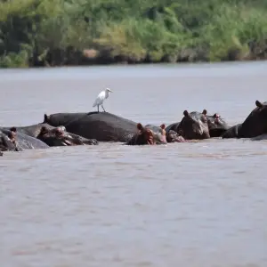 Explore Zimbabwe Explorer – 12 Days Victoria Falls Ruins Parks and Cities for 12 days with Bucket List Group Travel LLC and discover unforgettable experiences - Photo 7