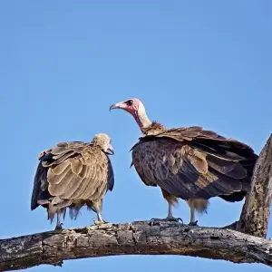 Explore Zimbabwe and Botswana – 8 Days Victoria Falls Chobe Delta for 8 days with Bucket List Group Travel LLC and discover unforgettable experiences - Photo 6