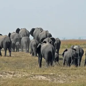 Explore Zimbabwe and Botswana – 8 Days Victoria Falls Chobe Delta for 8 days with Bucket List Group Travel LLC and discover unforgettable experiences - Photo 7