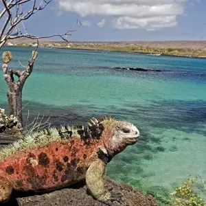 Explore GALAPAGOS – Islands Hopping with Ecuador for 7 days with Bucket List Group Travel LLC and discover unforgettable experiences - Photo 3