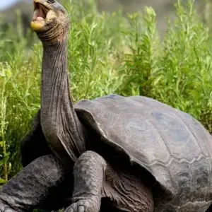 Explore GALAPAGOS – Islands Hopping with Ecuador for 7 days with Bucket List Group Travel LLC and discover unforgettable experiences - Photo 4