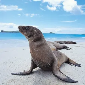 Explore GALAPAGOS – Islands Hopping with Ecuador for 7 days with Bucket List Group Travel LLC and discover unforgettable experiences - Photo 5