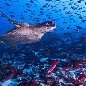 Explore GALAPAGOS – Islands Hopping with Ecuador for 7 days with Bucket List Group Travel LLC and discover unforgettable experiences - Photo 6