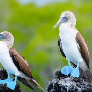 Explore GALAPAGOS – Islands Hopping with Ecuador for 7 days with Bucket List Group Travel LLC and discover unforgettable experiences - Photo 7
