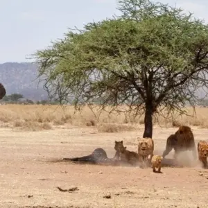 Explore TANZANIA – Serengeti Ngorongoro Safari with Zanzibar for 9 days with Bucket List Group Travel LLC and discover unforgettable experiences - Photo 8