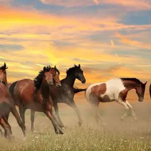 Explore USA – Montana Glacier National Park Sun Road Llama Trek for 5 days with Bucket List Group Travel LLC and discover unforgettable experiences - Photo 2