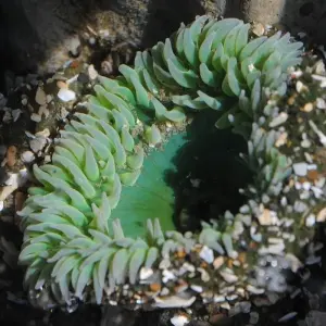 Explore USA – Best of WA – North Cascades Olympic Mount Rainier National Parks for 8 days with Bucket List Group Travel LLC and discover unforgettable experiences - Photo 2