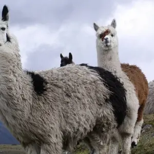 Explore USA – Montana Glacier National Park Sun Road Llama Trek for 5 days with Bucket List Group Travel LLC and discover unforgettable experiences - Photo 4