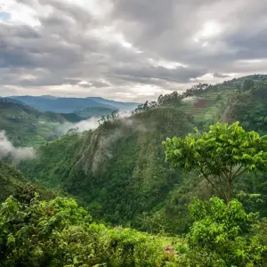 Explore UGANDA – 9 Days Murchison Falls, Big 5, Chimps & Gorillas Trekking for 9 days with Bucket List Group Travel LLC and discover unforgettable experiences - Photo 2