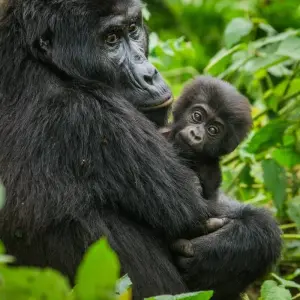 Explore UGANDA – 9 Days Murchison Falls, Big 5, Chimps & Gorillas Trekking for 9 days with Bucket List Group Travel LLC and discover unforgettable experiences - Photo 3