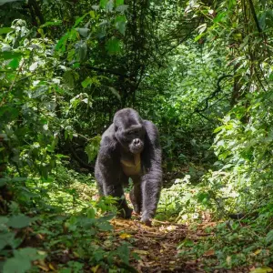 Explore UGANDA – 9 Days Murchison Falls, Big 5, Chimps & Gorillas Trekking for 9 days with Bucket List Group Travel LLC and discover unforgettable experiences - Photo 4
