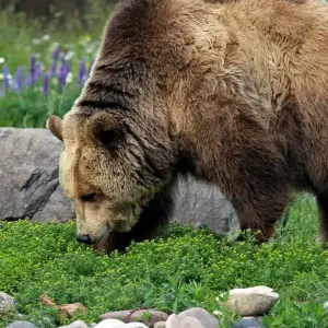 Explore USA – Montana Glacier National Park Sun Road Llama Trek for 5 days with Bucket List Group Travel LLC and discover unforgettable experiences - Photo 7
