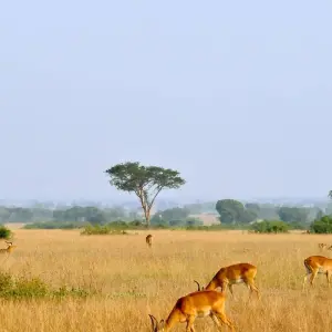 Explore UGANDA – 9 Days Murchison Falls, Big 5, Chimps & Gorillas Trekking for 9 days with Bucket List Group Travel LLC and discover unforgettable experiences - Photo 5