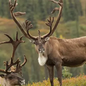 Explore USA – Alaska Summer Fairbanks to Seward for 7 days with Bucket List Group Travel LLC and discover unforgettable experiences - Photo 5
