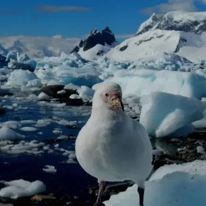 Explore Antarctica – Peninsula and South Shetlands for 11 days with Bucket List Group Travel LLC and discover unforgettable experiences - Photo 3