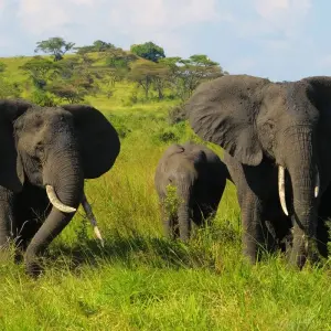 Explore UGANDA – 9 Days Murchison Falls, Big 5, Chimps & Gorillas Trekking for 9 days with Bucket List Group Travel LLC and discover unforgettable experiences - Photo 7