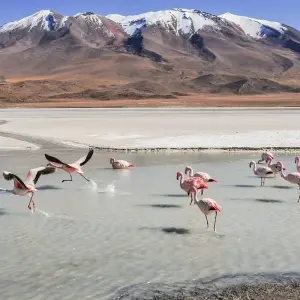Explore Bolivia Adventure – 6 Days La Paz Uyuni Salt Flat Pulacayo Tomave for 6 days with Bucket List Group Travel LLC and discover unforgettable experiences - Photo 6
