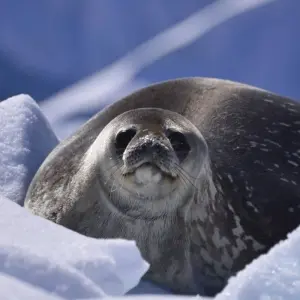 Explore Antarctica – Peninsula and South Shetlands for 11 days with Bucket List Group Travel LLC and discover unforgettable experiences - Photo 6
