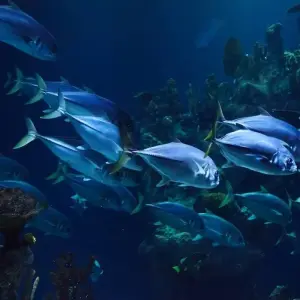 Explore AUSTRALIA – Fiji Highlights with Brisbane Cairns Melbourne Sydney for 16 days with Bucket List Group Travel LLC and discover unforgettable experiences - Photo 3