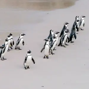 Explore AUSTRALIA – Fiji Highlights with Brisbane Cairns Melbourne Sydney for 16 days with Bucket List Group Travel LLC and discover unforgettable experiences - Photo 6