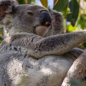 Explore AUSTRALIA – Fiji Highlights with Brisbane Cairns Melbourne Sydney for 16 days with Bucket List Group Travel LLC and discover unforgettable experiences - Photo 7