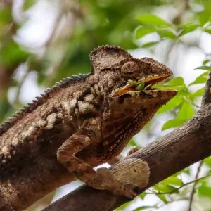 Explore Discover Madagascar for 13 days with Bunnik Tours and discover unforgettable experiences - Photo 6