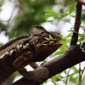 Explore Discover Madagascar 2026 for 13 days with Bunnik Tours and discover unforgettable experiences - Photo 2