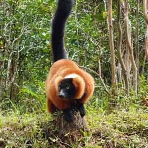 Explore Discover Madagascar 2026 for 13 days with Bunnik Tours and discover unforgettable experiences - Photo 3