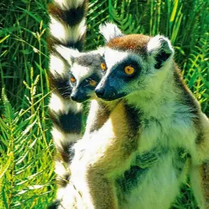 Explore Discover Madagascar for 13 days with Bunnik Tours and discover unforgettable experiences - Photo 9