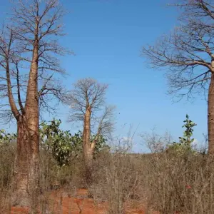 Explore Discover Madagascar 2026 for 13 days with Bunnik Tours and discover unforgettable experiences - Photo 4