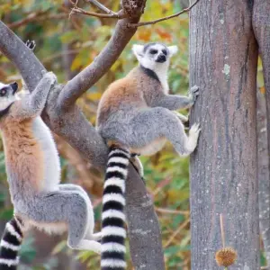 Explore Discover Madagascar for 13 days with Bunnik Tours and discover unforgettable experiences - Photo 10