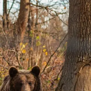 Explore Transylvania's Medieval Wonders and Wildlife: An Immersive 2-Day Tour for 2 days with Business Trans Protocol and discover unforgettable experiences - Photo 3