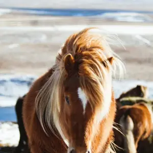 Explore 8-Day Summer Iceland Ring Road & Landmannalaugar Highland Small Group Tour for 8 days with BusTravel Iceland and discover unforgettable experiences - Photo 2