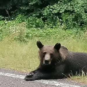 Explore Thrilling Transylvania Adventure: Discover Dracula's Castles & Fortresses, Encounter Wild Brown Bears on the Top Gear Transfagarasan Road for 3 days with Business Trans Protocol and discover unforgettable experiences - Photo 7